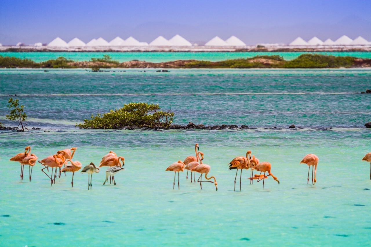 Flamingo's aan de waterkant met de iconische zoutbergen op de achtergrond op Bonaire.